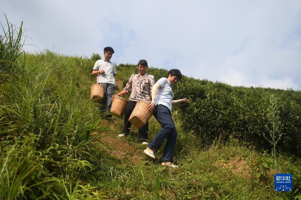 在廣西蒼梧縣六堡鎮(zhèn)山坪村，祝雪蘭（前）和村民采茶后走下茶山（2022年9月22日攝）。新華社記者 陸波岸 攝